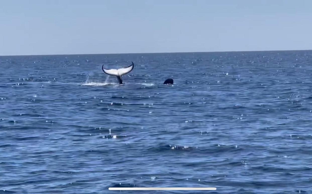 During a tuna fishing outing about seven miles off Chatham on June 2, 2024 on Orleans resident and Brewster business owner Paul van Steensel's boat, the orca known as Old Thom was observed coming and going from the surface. This image is a still from video footage van Steensel recorded of the encounter.