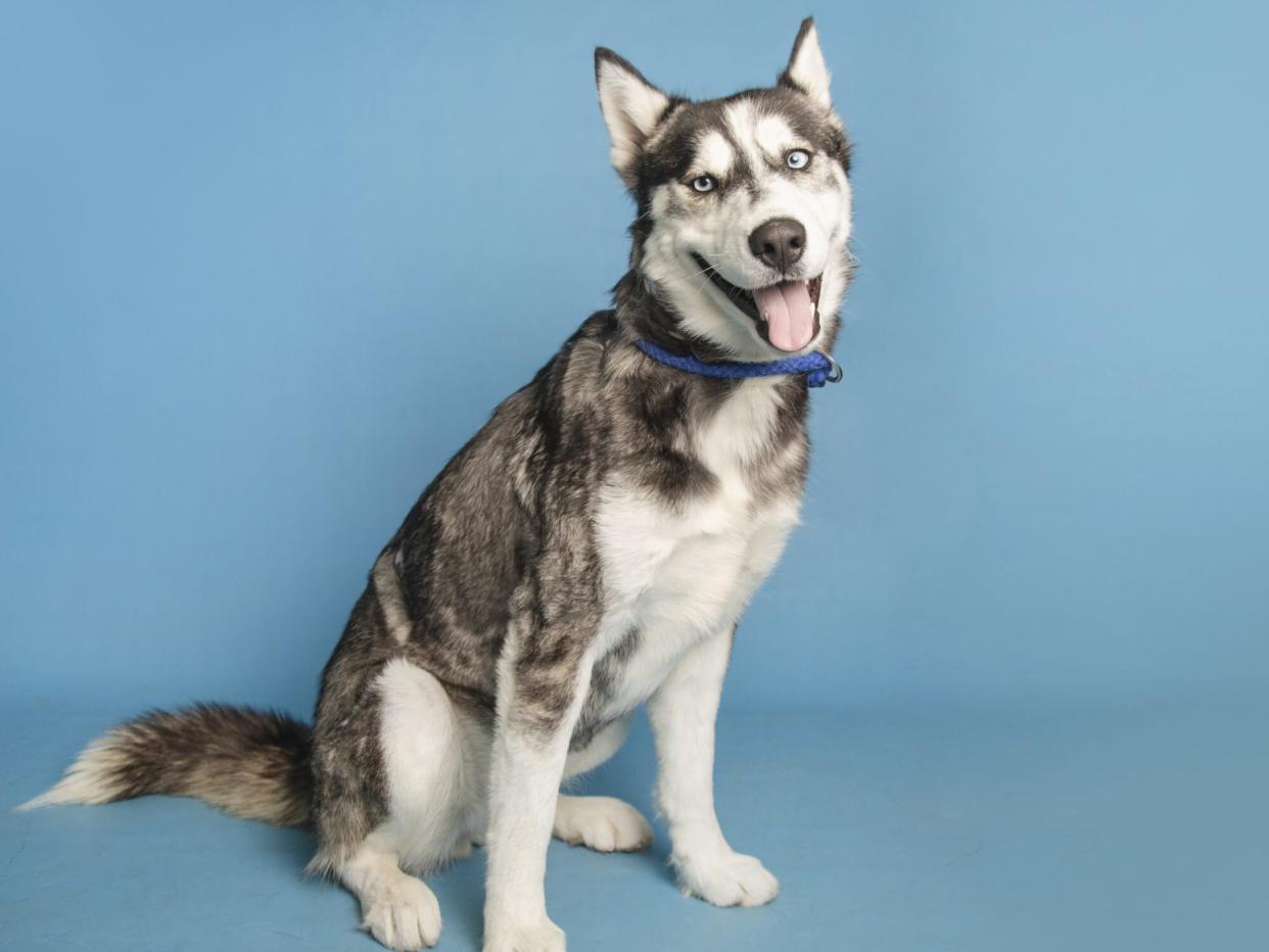 Husky Ready for Adoption after Burn Recovery