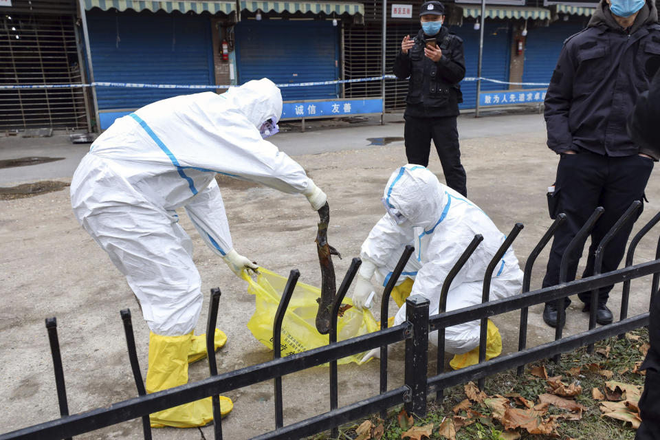 In this Jan. 27, 2020, photo, workers in protective gears catch a giant salamander that was reported to have escaped from the Huanan Seafood Market in Wuhan in central China's Hubei Province. Top Chinese officials secretly determined they were likely facing a pandemic from a novel coronavirus in mid-January, ordering preparations even as they downplayed it in public. Internal documents obtained by the AP show that because warnings were muffled inside China, it took a confirmed case in Thailand to jolt Beijing into recognizing the possible pandemic before them. (Chinatopix via AP)