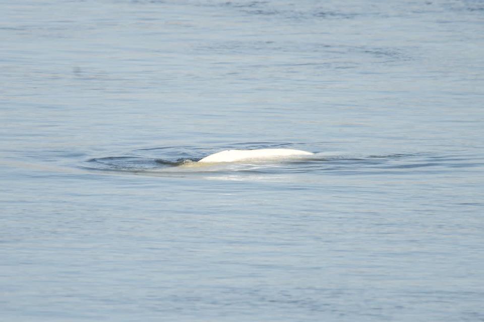 A photo taken on August 9, 2022 shows the beluga whale swimming up the Seine River in western France before its rescue operation.  (AFP via Getty Images)