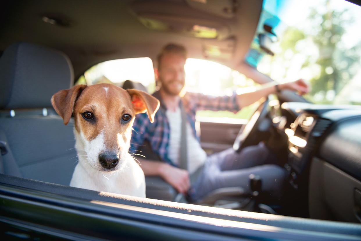 man driving car with dog hanging out of window