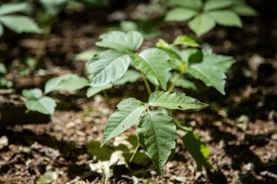 Poison Ivy, the three-leaved plant is seen at the Eddy Discovery Center in Chelsea, Tuesday, June 15, 2021.