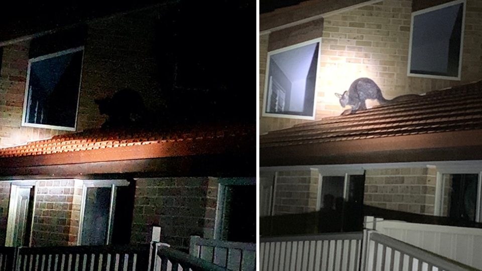 Split screen. Left - the side of a suburban house in darkness. Right - a torch shines on the roof, illuminating a wallaby.