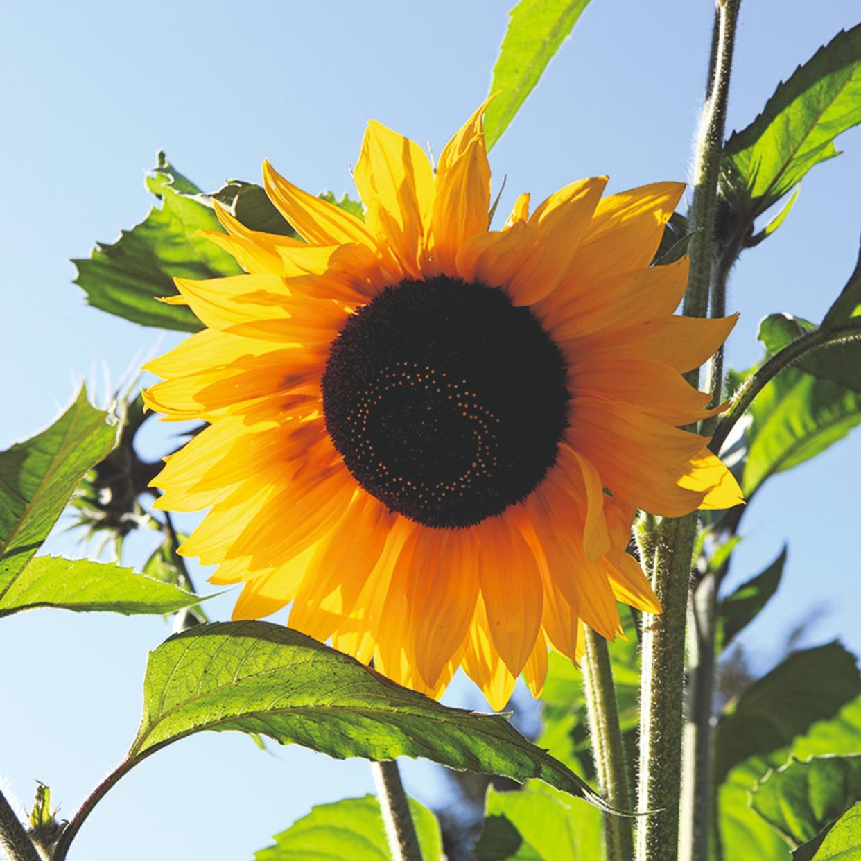  A sunflower plant. 