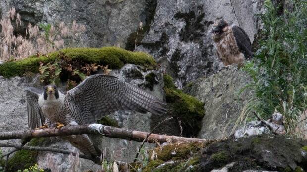 A mature and a young peregrine falcon photographed at the quarry site on Quadling Road in the Barrow Town area of Abbotsford B.C. in 2020.