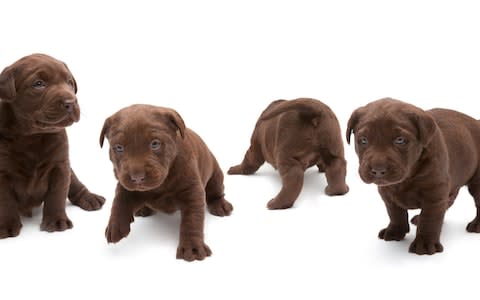 Cute, but not so robust - chocolate labs are more likely to get ill - Credit: Media Production