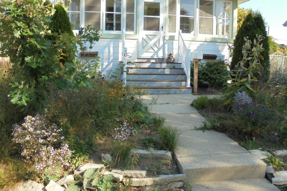 After: The Ben and Marian French yard offered plenty of bee watching in 2021 after they converted the lawn into a native plant bee oasis with sky blue aster, New England aster, milkweed, black eyed Susan and wild lupine.