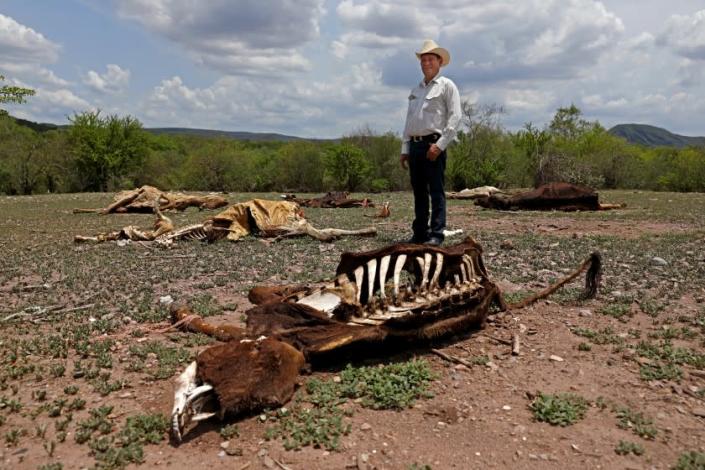 BUENAVISTA, SONORA - JULY 22: Marco Antonio Gutierrez, 55, of Buenavista, a cattle rancher, poses for a photo next to dead livestock that died of starvation lie on the dry and barren ground on Thursday, July 22, 2021 in Buenavista, Sonora. Gutierrez, who has lost cattle during the drought, has had to take up fishing to help earn income to buy bales of alfalfa to feed his cattle. Many poor ranchers rely on the rain to grow grass to feed their cattle. With no rain because of the drought many ranchers&#39; cattle have died of starvation because there is no money to buy bales of alfalfa to feed livestock. Northern Mexico, Sonora ...drought has affected cattle ranching throughout Mexico and the U.S. but is also going to look at a larger question: In a warming world is there a future for cattle and most connected to the cattle industry. Trickle down effect. (Gary Coronado / Los Angeles Times)