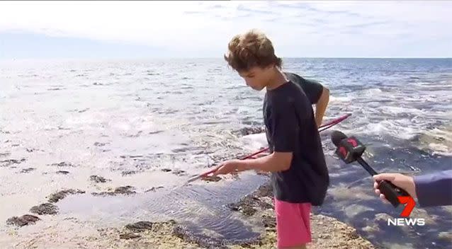 The quick-thinking boy was able to poke the shark in the nose with his spear, which was enough to move the predator along. Source: 7 News