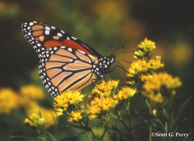 Monarch Butterfly.