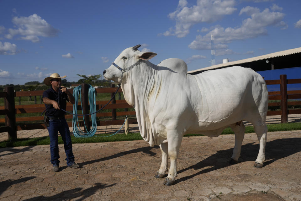 據金氏世界紀錄（Guinness World of Records），價值400萬美元（約新台幣1億2956萬元）的巴西母牛維亞蒂娜-19（Viatina-19 FIV Mara Movéis）是拍賣會上曾經賣出最昂貴的母牛。（美聯社資料照）