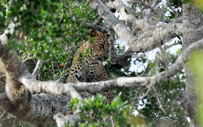 A leopard sits on the branch of a tree at Yala National Park in the southern Sri Lankan district of Yala, some 250km southeast of the capital Colombo, in this photo taken on July 24, 2015