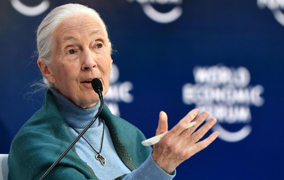 Jane Goodall releasing her new book in fall 2021.