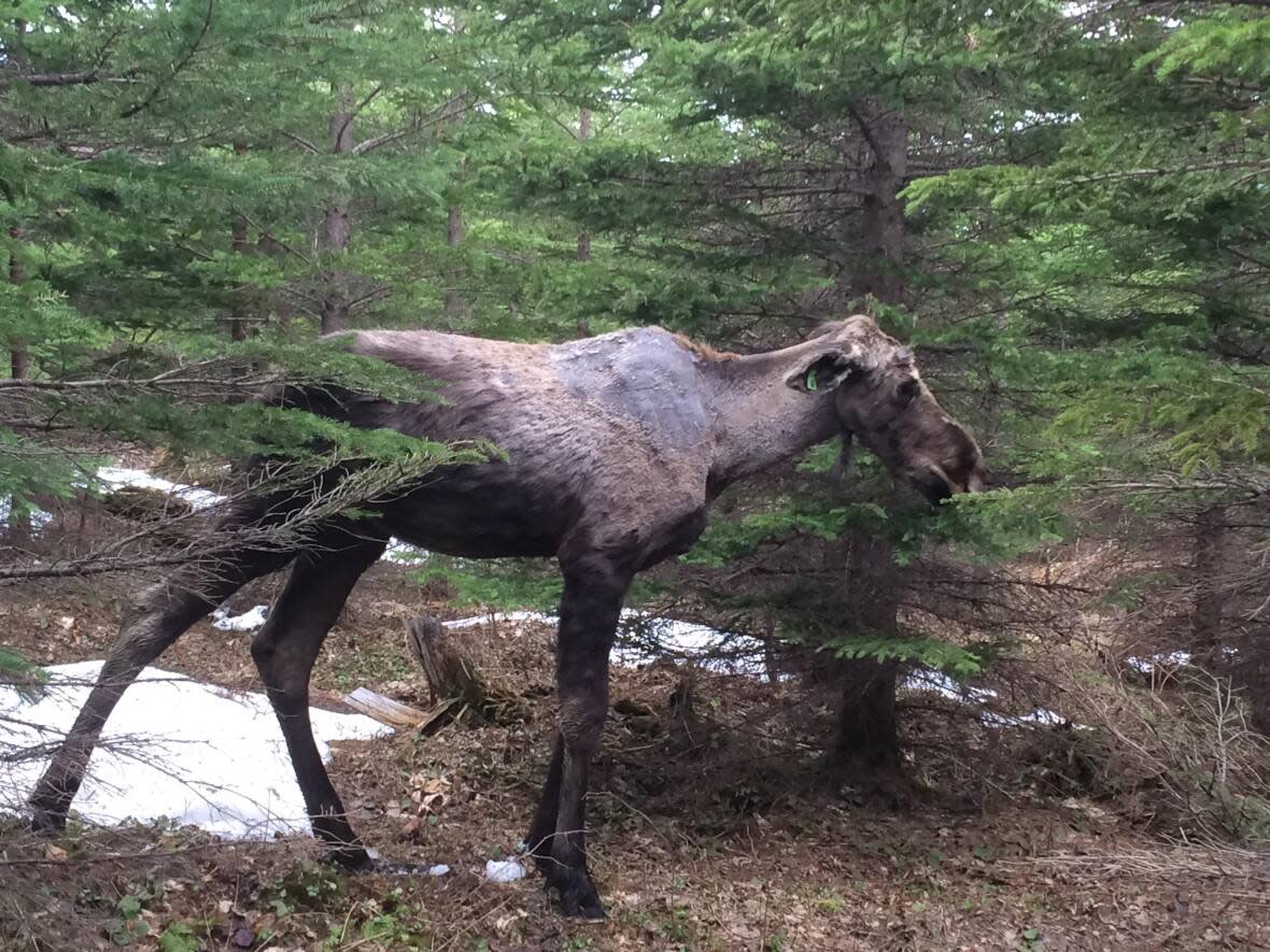 A moose calf showing the effects of a tick infestation. (D.Pierre/submitted Steeve Cote - image credit)