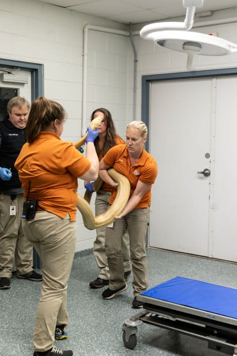 John Ball Zoo staff care for a snake seized from a metro Grand Rapids home. (Oct. 24. 2023)