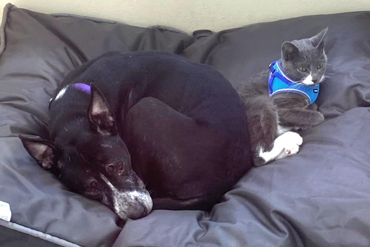 Adoptable bonded cat and dog couple named after 'homebound' pets will