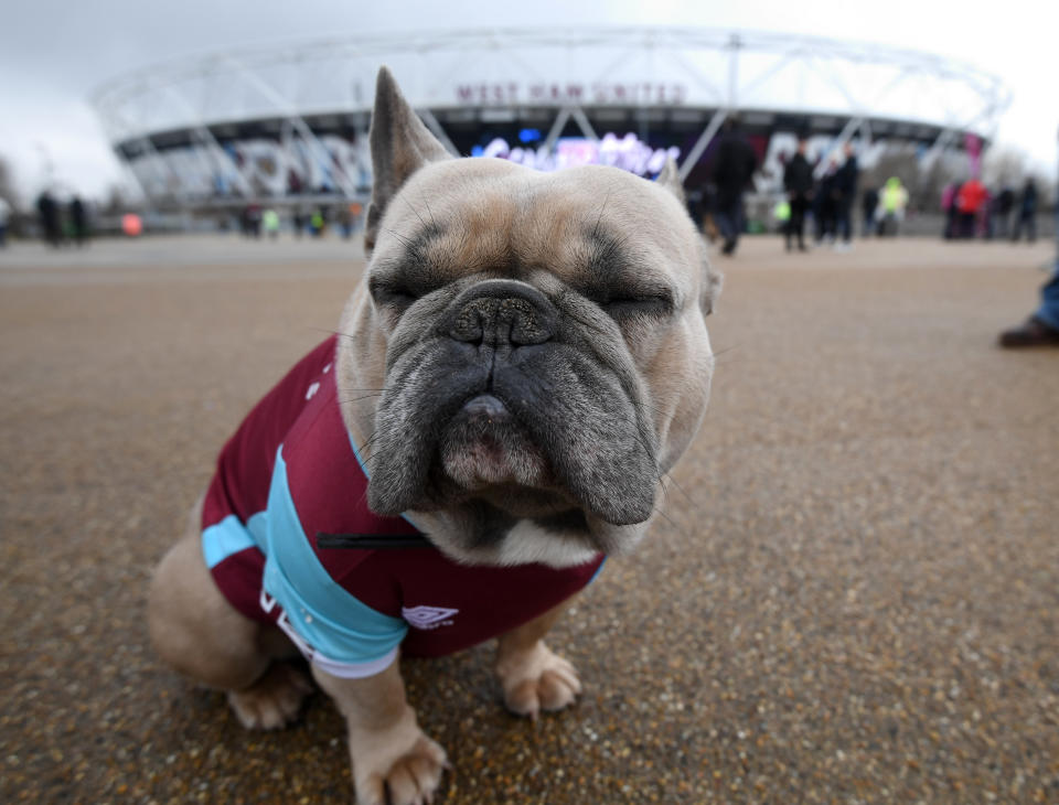 Snub-nosed dog breeds&nbsp;are known to be more vulnerable to flying-related health problems.&nbsp; (Photo: Victoria Jones/PA Images via Getty Images)