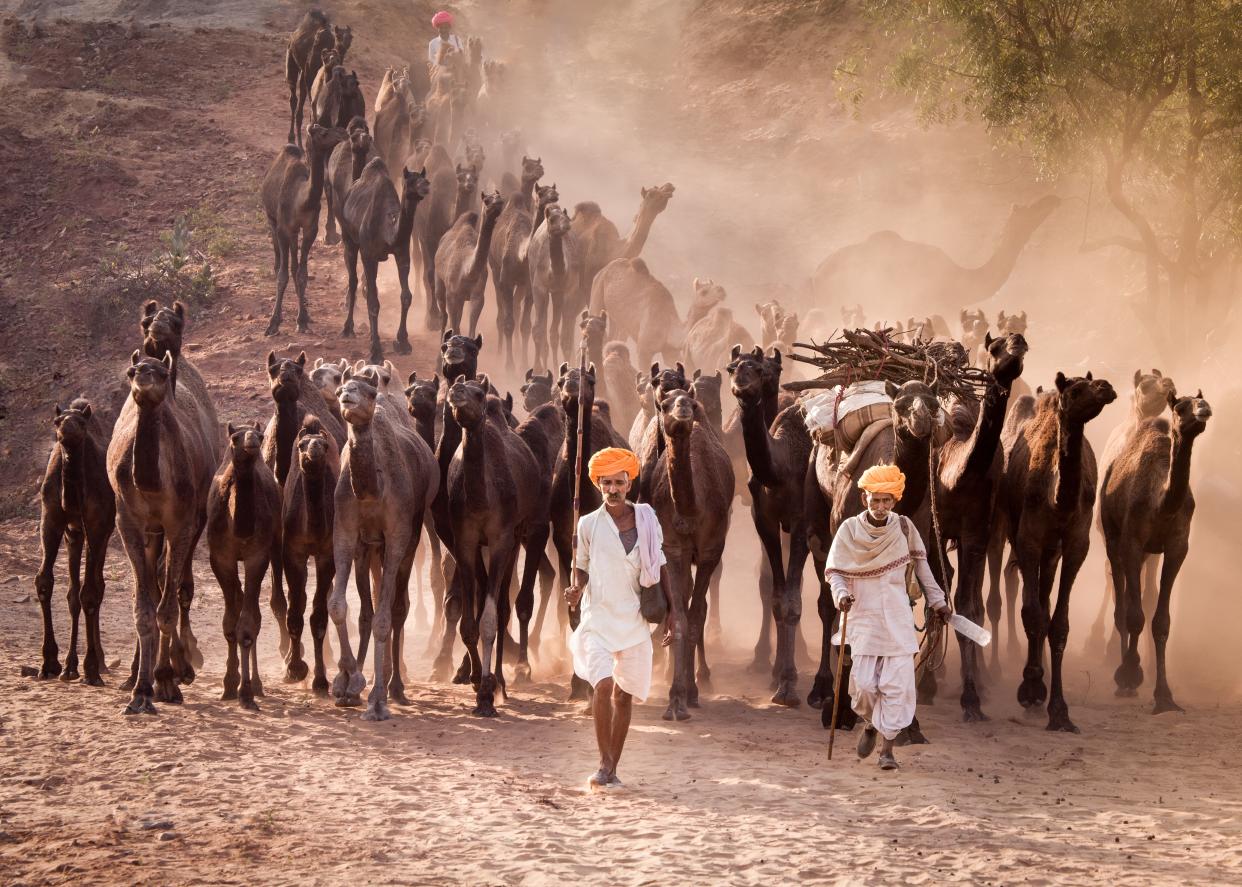 Alison Morris wins the Telegraph Travel Calendar Competition for her image of camel herdsmen in Pushkar, Rajasthan - Alison Morris