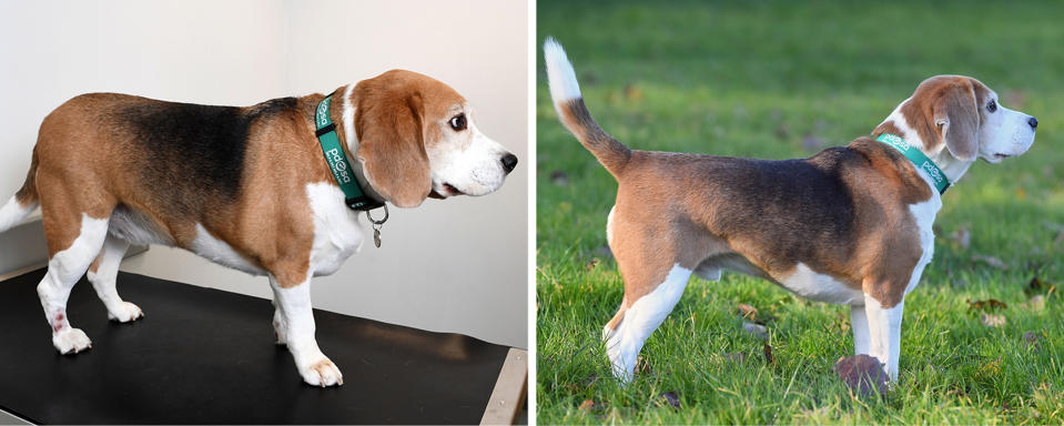 Luigi the Beagle (before slimming left, after on the right), was awarded his title by animal charity PDSA's Pet Fit Club after reaching the perfect weight for his breed. Source: PA.