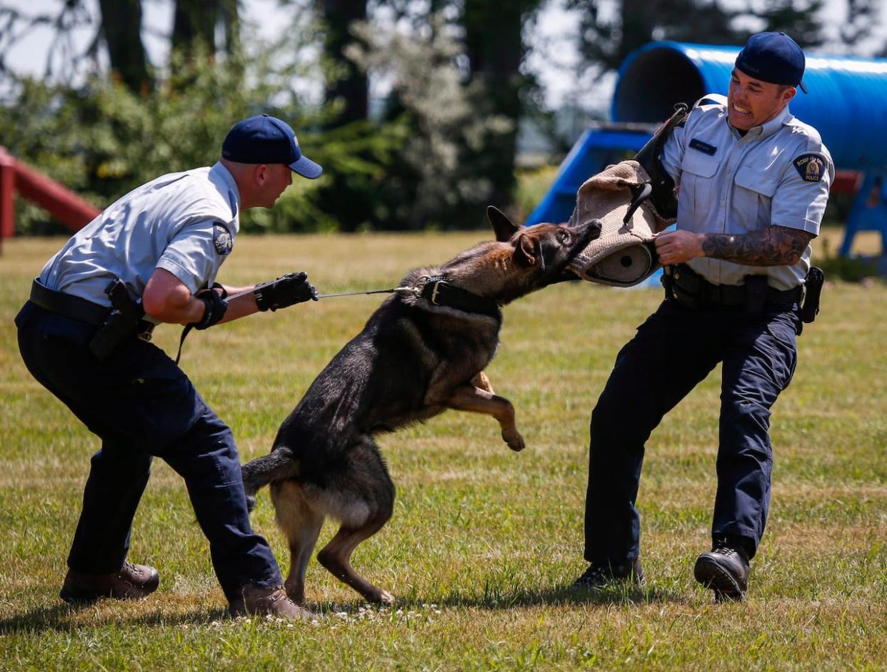 The Saskatoon Police Service says it reviews its policy on use of police dogs annually. (Jeff McIntosh/Canadian Press - image credit)