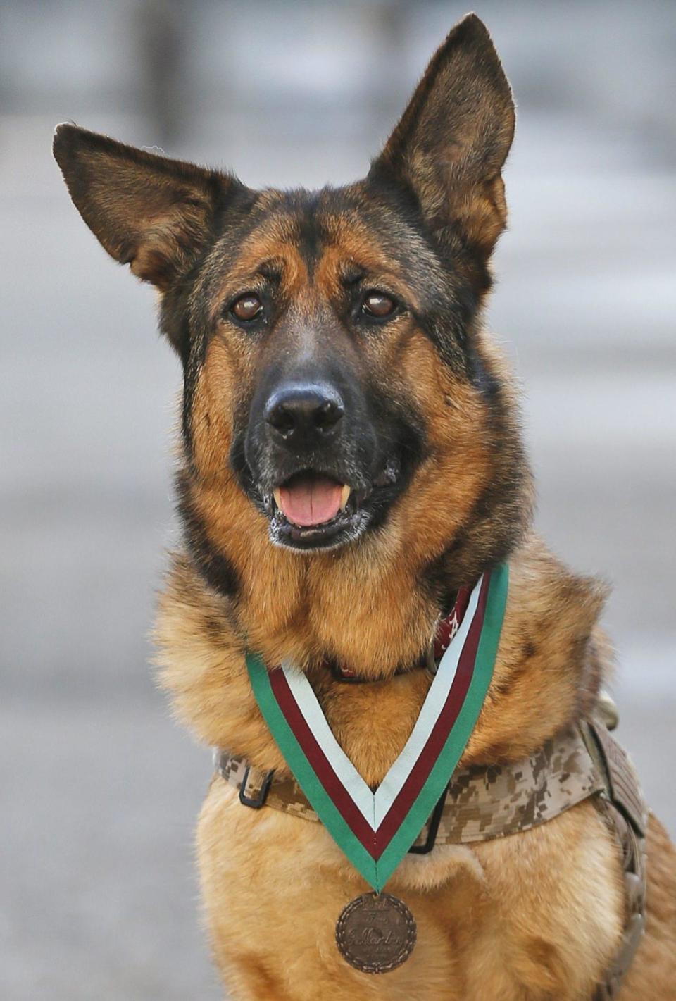 Heroic U.S. Marine dog Lucca after receiving the PDSA Dickin Medal, awarded for animal bravery, equivalent of the Victoria Cross, at Wellington Barracks in London, Tuesday, April 5, 2016. (AP Photo/Frank Augstein)