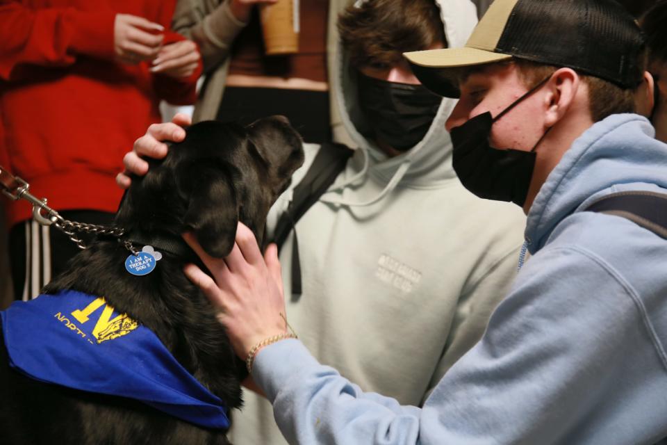 Gus, a labrador retriever from The Blue Water Therapy Dog Club gets pets from students the hallways at Port Huron Northern High School on Wednesday, Jan. 19, 2022.