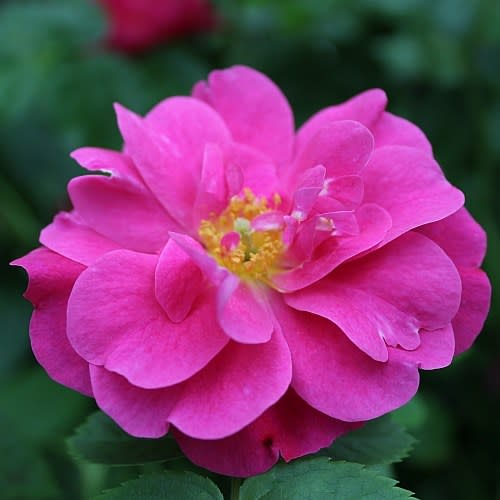 <p><a href="https://www.highcountryroses.com/shop/modern-roses/hardy-canadian-roses/john-cabot/" rel="nofollow noopener" target="_blank" data-ylk="slk:Shop Now;elm:context_link;itc:0;sec:content-canvas" class="link ">Shop Now</a></p><p>John Cabot</p><p>$21.95</p><p>highcountryroses.com</p><span class="copyright">High Country Roses</span>