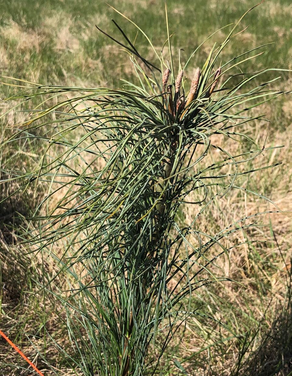 New York state Department of Transportation staff in Region 6 planted 100 white pine trees at the Almond-Hornell Scenic Overlook on Earth Day, April 22, 2024.