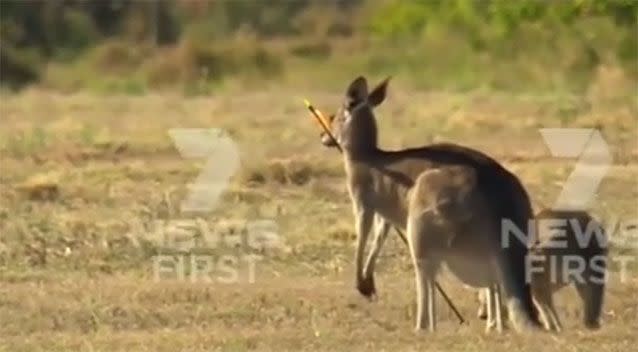 A kangaroo was seen with an arrow through its chest on Wednesday. Source: 7 News