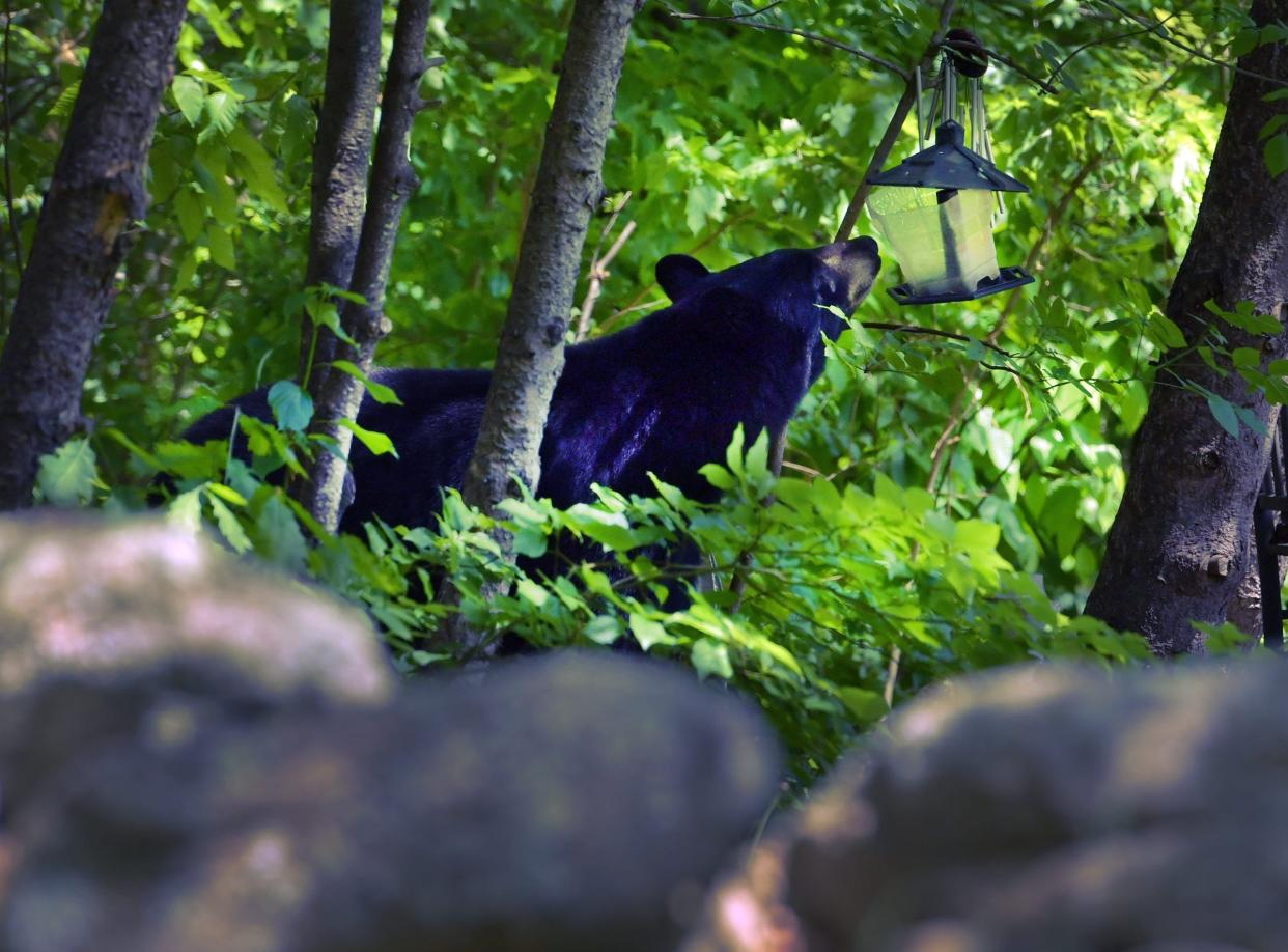 A black bear sniffs an empty bird feeder on Phillipston Road in Barre, in May 2022. 