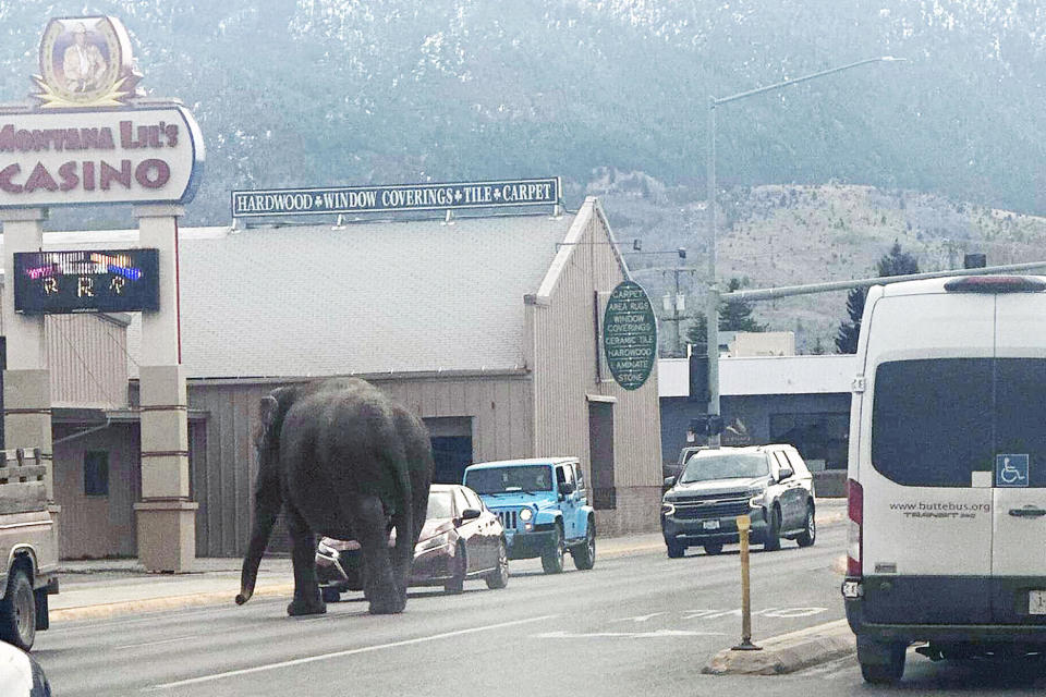 wild animal elephant loose montana butte (Courtesy Matayah Utrayle-Shaylene Smith via Facebook)