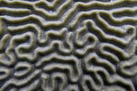 Healthy brain coral is visible at the Flower Garden Banks National Marine Sanctuary on Sunday, Sept. 17, 2023, in the Gulf of Mexico, off the coast of Galveston, Texas. (AP Photo/LM Otero)