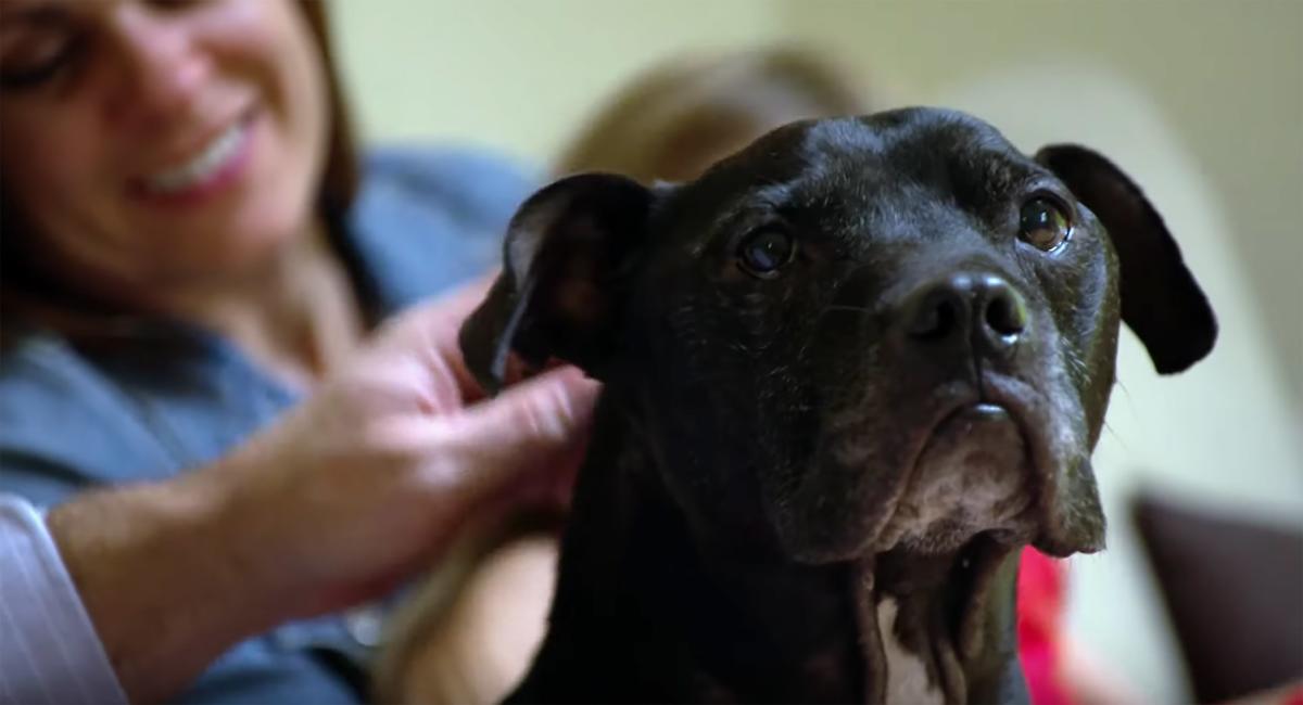 HBO's new story on Michael Vick's dogs is both uplifting and graphically  violent