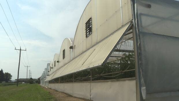 Greenhouses in a row in Leamington, Ontario.  (Colin Côté-Paulette/Radio-Canada - image credit)