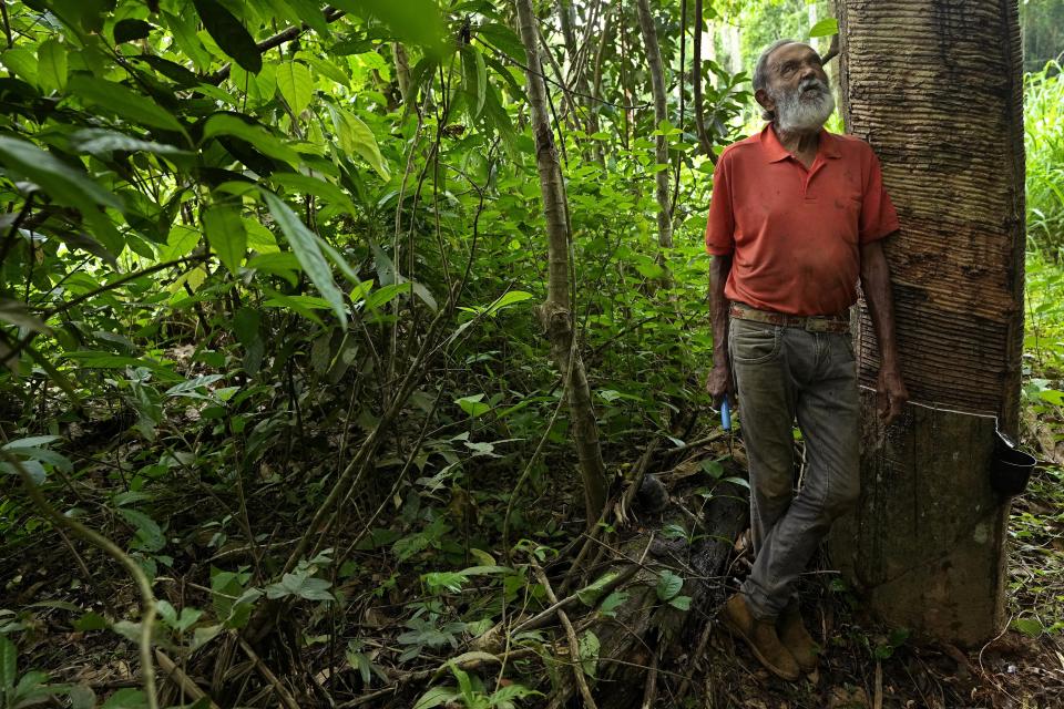 Rubber tapper Raimundo Mendes de Barros stands next to a tree prepared for the extraction of rubber, in the Chico Mendes Extractive Reserve, Acre state, Brazil, Wednesday, Dec. 7, 2022. Veja, an expensive global sneaker brand, is producing sneaker soles made of native Brazilian Amazon rubber in collaboration with local rubber tappers cooperatives. The project has re-energized production of a sustainable forest product and improved the standard of living for hundreds of rural families of rubber tappers. (AP Photo/Eraldo Peres)