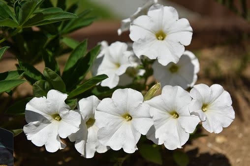 white flowers and flower names