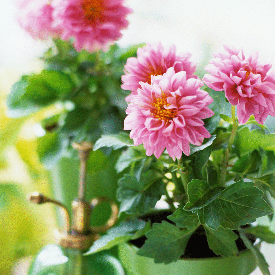 Dahlia in container