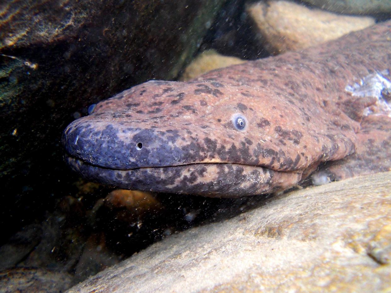 Three distinct species of Chinese giant salamanders, the world's largest known amphibians, have been identified in new research: ZSL/PA Wire