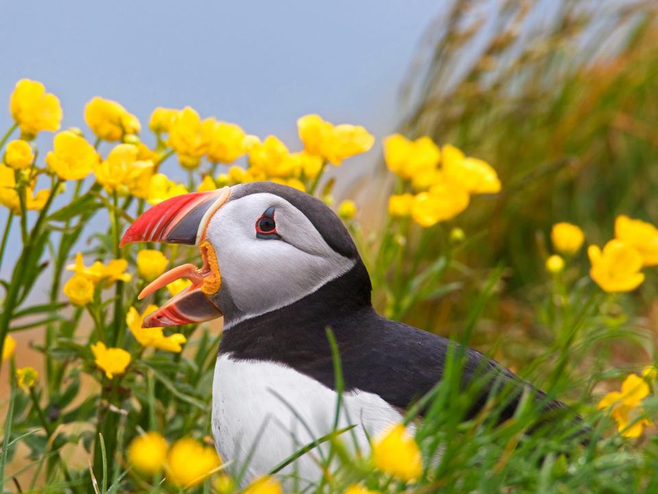 A puffin opens its colored beak in the breeding season.