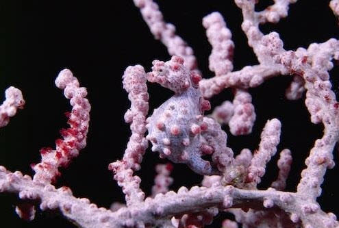 Caballito de mar Pygmy: Los arrecifes coralinos son un habitat hostil, por lo que sus residentes se auxilian del camuflaje para salvaguardarse. Y cuando de vivir incógnito entre los corales se trata, el caballito de mar Pygmy es toda una autoridad. Con menos de una pulgada de largo y tachonado con "tubérculos" similares a los corales, este animalito apuesta todas sus fichas evolutivas a solo dos especies de corales gorgonian en el Océano Pacífico (con una paleta de colores similar a cada uno de ellos). Su táctica es tan efectiva, que solo fue descubierto por los humanos cuando apareció en un coral silvestre que se exhibía en un acuario. según la UICN, las parejas pueden ser monógamas, pero su estado de conservación es desconocido debido a la escasez de datos. (Texto:Russell McLendon, Mother Nature Network/Foto: Steve Childs/Flickr)