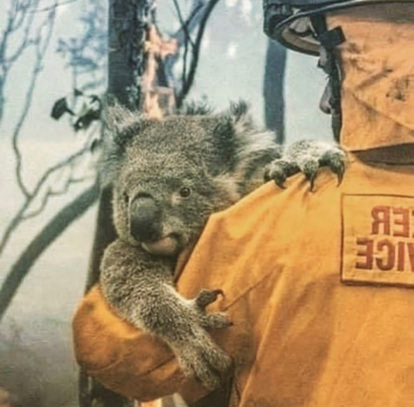 去年一場大火，超過5千隻樹熊死亡。 （圖：wireswildliferescue@Facebook）  