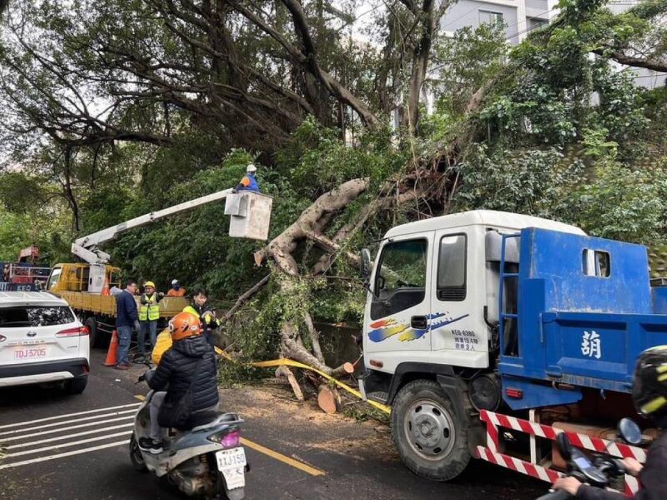 竹市大學路路樹倒塌，女騎士傷重不治，家屬提出國賠聲請。（圖：民眾提供）