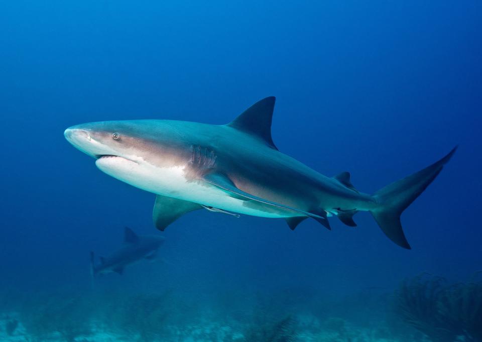 According to experts, attempting to punch a shark in the nose could put you in an even worse position — closer to its teeth! Despite the popular believe that aiming for the snout is the best strategy, a shark's most sensitive areas are actually the eyes and gills. So if a shark does come for you, claw at its eyes and gills. But as Cahoon says: “A 10-foot bull shark will weigh close to 500 pounds and is essentially all muscle. What chance would anyone have?" Cahoon adds: "You won't be thinking rationally even if you have the opportunity to punch it, so just focus on getting back to land.”