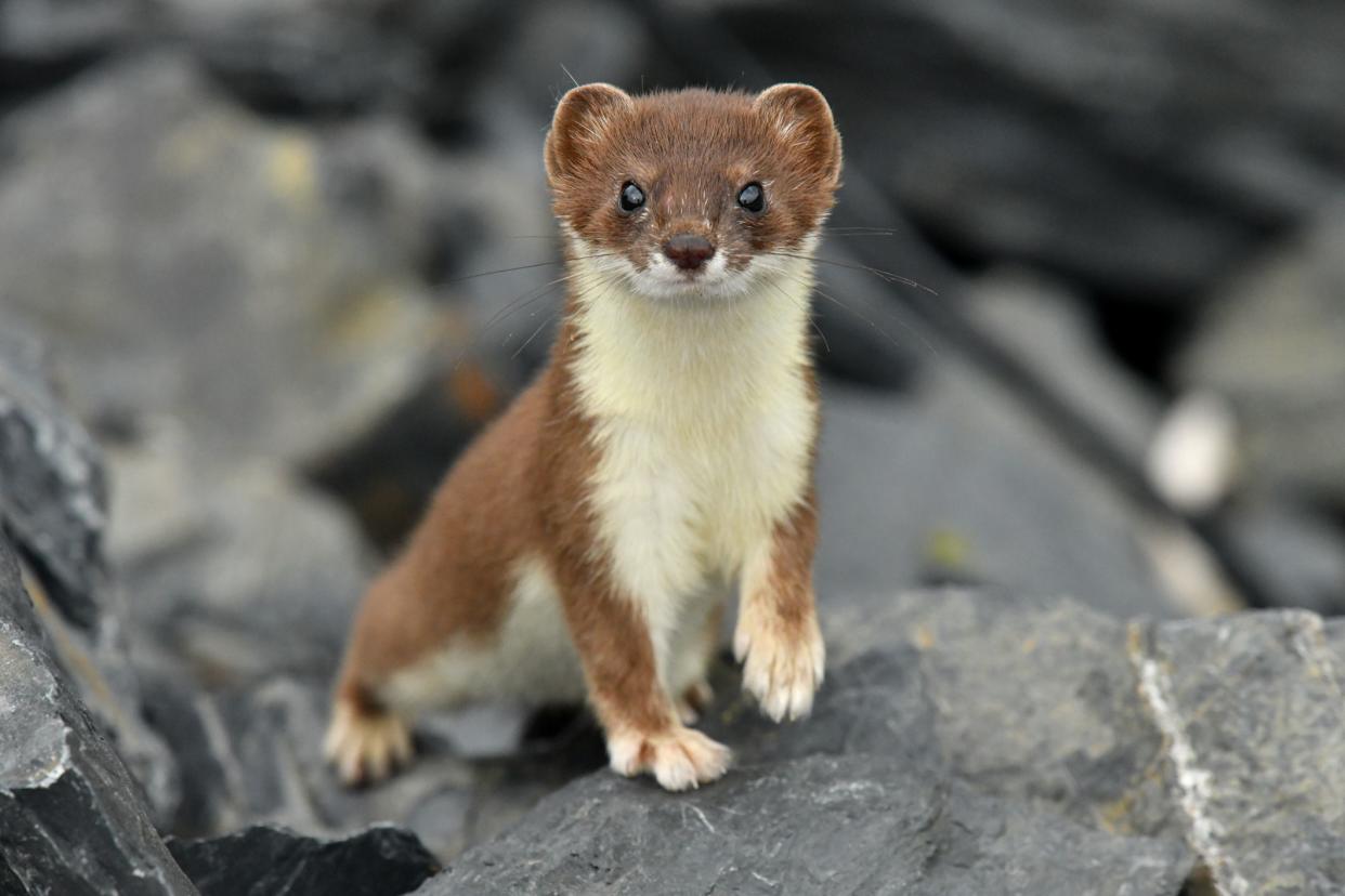 Short-Tailed Weasel