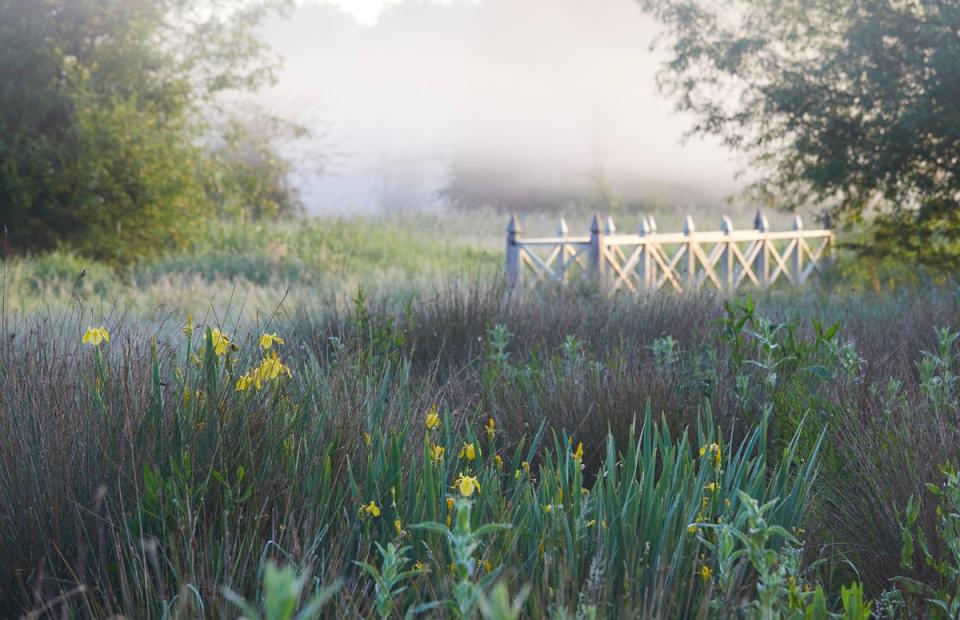 Thyme's water meadows are filled with lavender (Thyme/photograph by Sussie Bell)