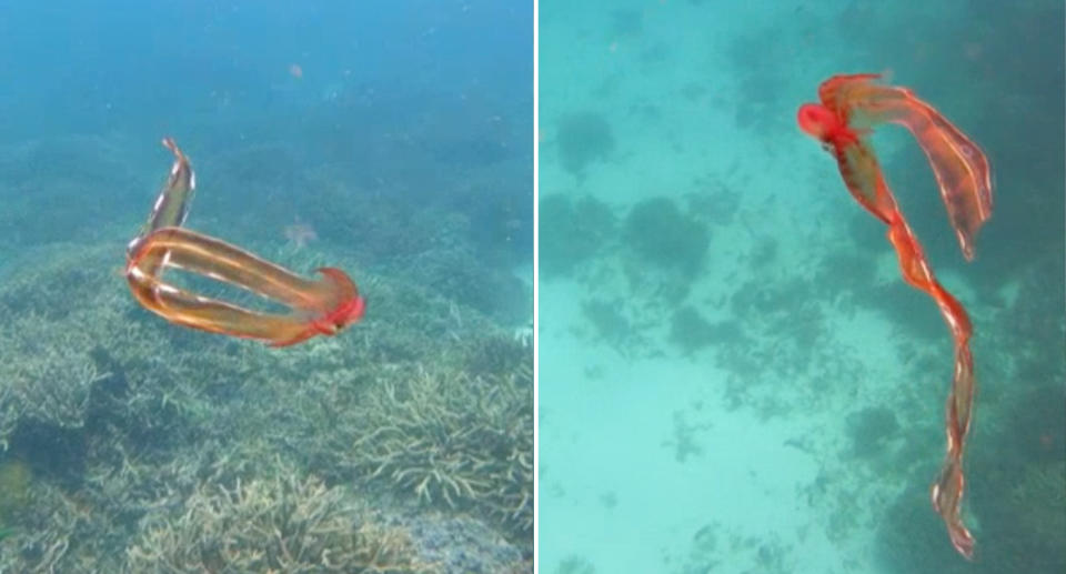 The orange blanket octopus seen in the Great Barrier Reef in 2022.