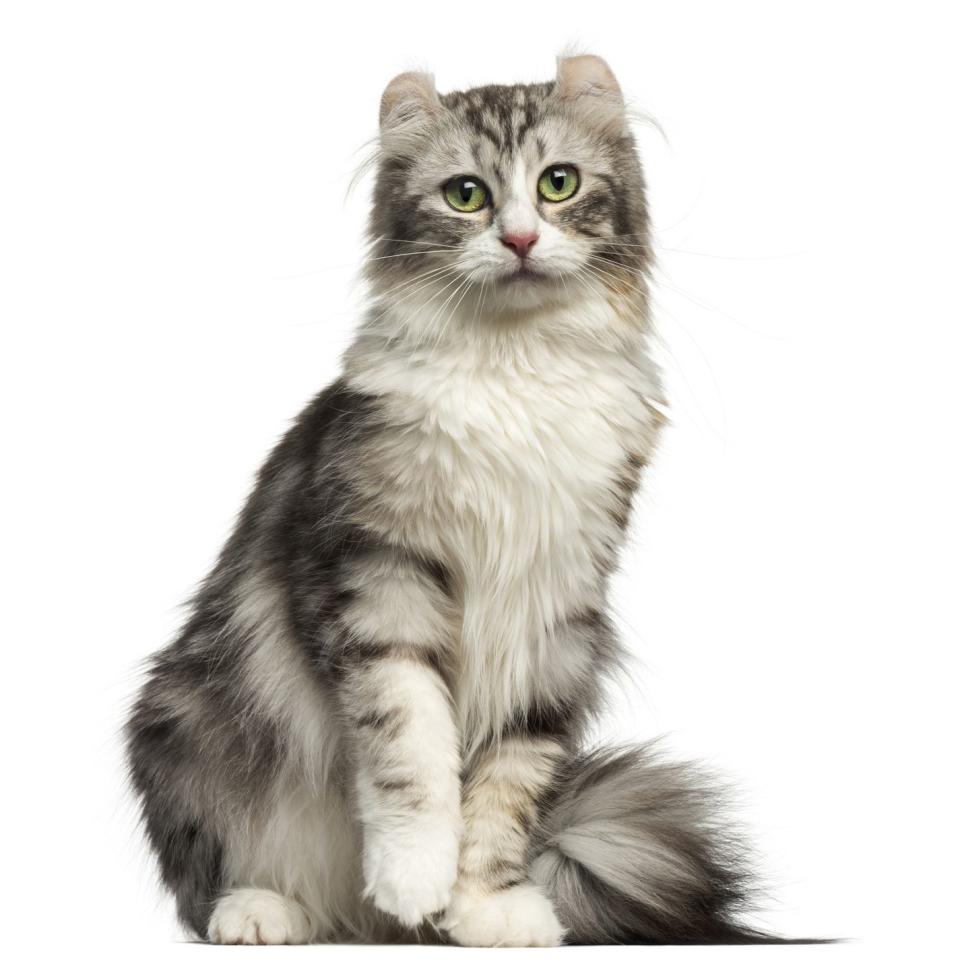 American Curl