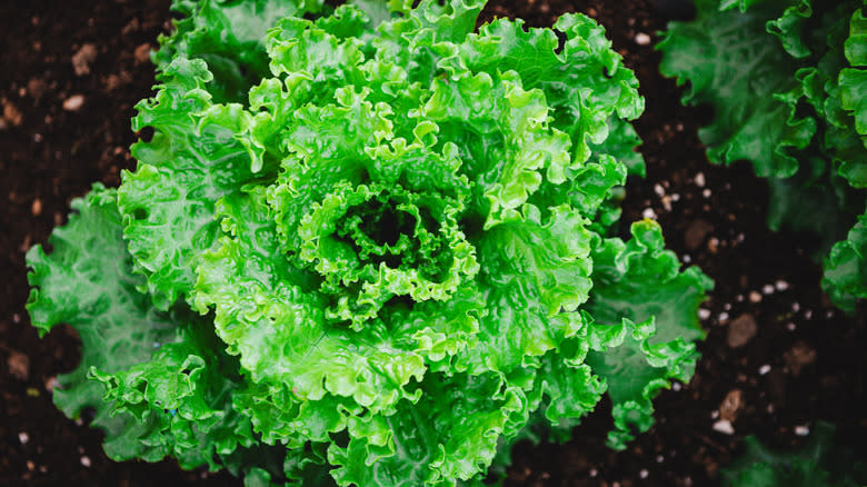 Large head of lettuce