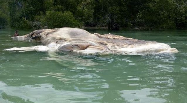 The giant sea creature is now thought to be a baleen whale. Photo: Facebook / Abhy Hafik