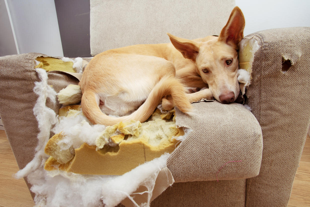 Las mascotas son adorables, pero no tanto si destrozan tu sala por no tener cubre salas. (Foto: Getty Images)